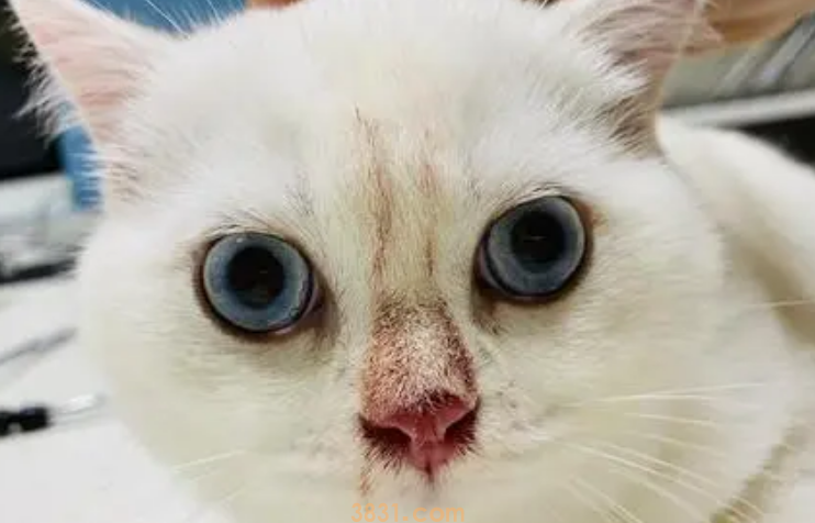 猫鼻子不通气怎么办?(图1)