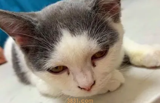 猫鼻子不通气怎么办?(图2)