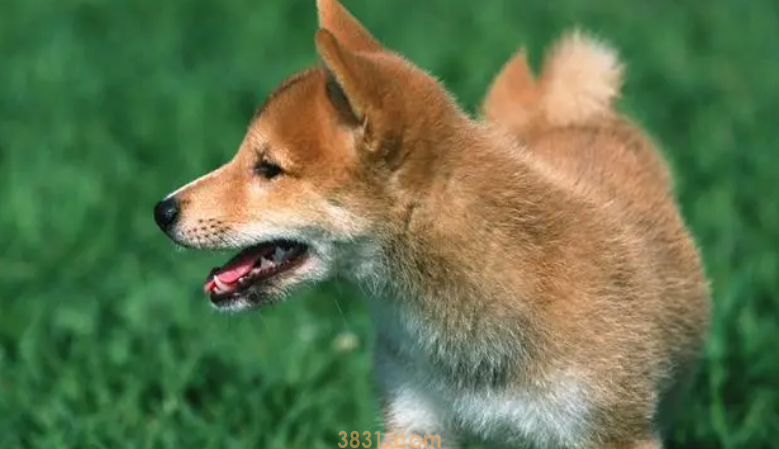 请不要因为自己的虚荣心,对宠物做残忍的“整容”!(图1)