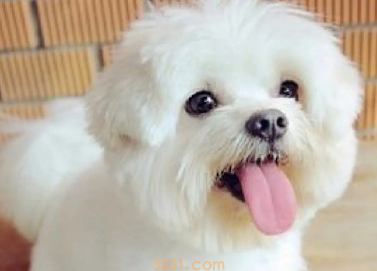 请不要因为自己的虚荣心,对宠物做残忍的“整容”!(图2)