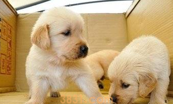 狗狗有体臭怎么去除?(图1)