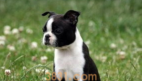 狗狗有体臭怎么去除?(图2)