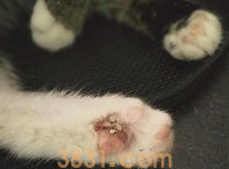 你们说,猫肉垫破了出血了怎么办?(图1)