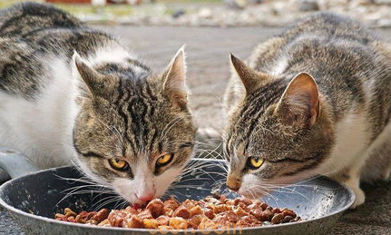 你们说,猫肉垫破了出血了怎么办?(图2)