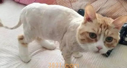 猫剃毛后一直舔毛怎么办?来了解下吧(图1)