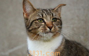 猫剃毛后一直舔毛怎么办?来了解下吧(图2)