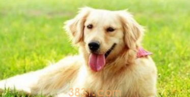 短毛狗狗的毛发护理工具及护理方法?(图1)