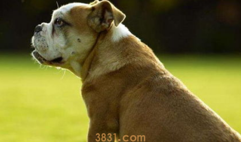 短毛狗狗的毛发护理工具及护理方法?(图2)