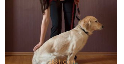 狗狗太大怎么办?狗狗很大怎么做?(图1)