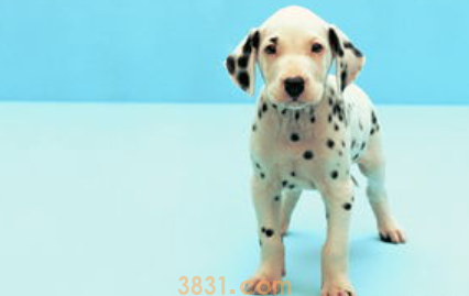 狗狗太大怎么办?狗狗很大怎么做?(图2)