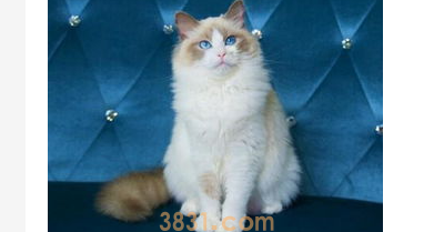 猫咪毛球症不吃不喝不拉怎么办?猫毛球症拉不出屎怎么办?(图1)