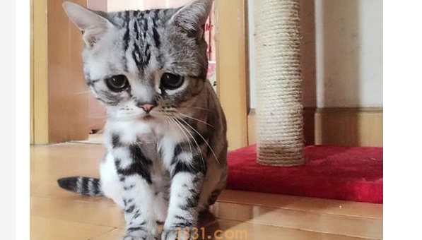 猫咪毛球症不吃不喝不拉怎么办?猫毛球症拉不出屎怎么办?(图2)