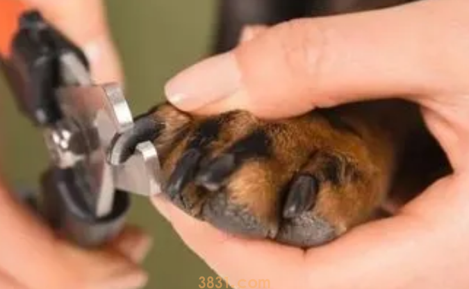 为什么不能让狗狗趾甲太长?(图1)