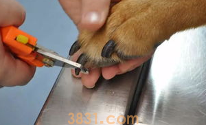 为什么不能让狗狗趾甲太长?(图2)