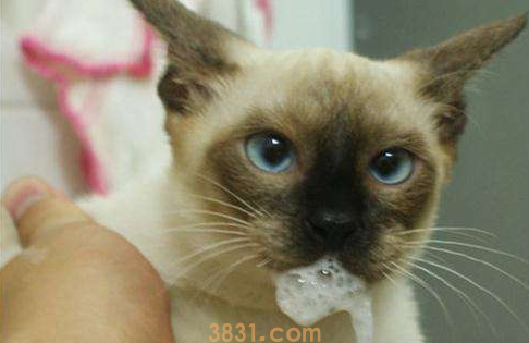 猫咪吐白色泡沫不吃东西怎么办?(图2)