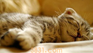 猫吐毛后不吃东西怎么办?铲屎官看过来(图1)