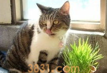 猫吐毛后不吃东西怎么办?铲屎官看过来(图2)