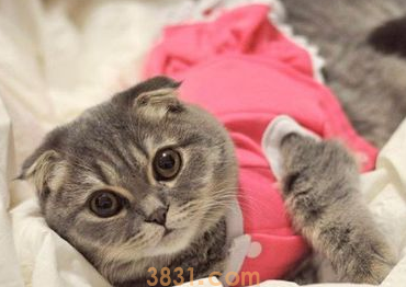 你们说,小猫一直感冒不好怎么办?(图1)