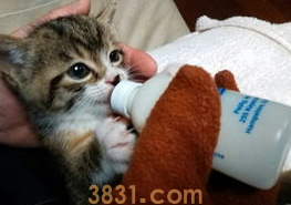 你们说,小猫一直感冒不好怎么办?(图2)