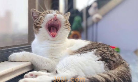 一文详解:小猫洗澡应激反应怎么办?(图1)