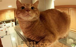 一文详解:小猫洗澡应激反应怎么办?(图2)