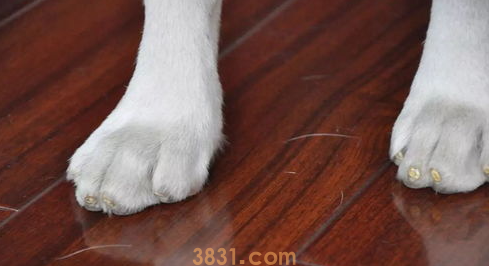 狗狗如何断血线及断血线的操作过程?(图1)