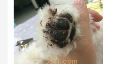 狗狗如何断血线及断血线的操作过程?(图2)