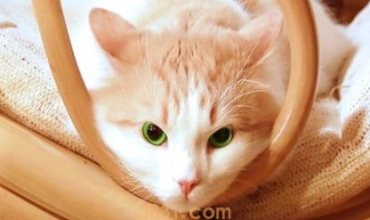 母猫看不见人就叫怎么办?宠主看过来(图1)