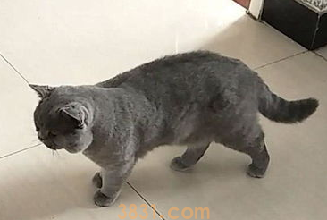 母猫看不见人就叫怎么办?宠主看过来(图2)