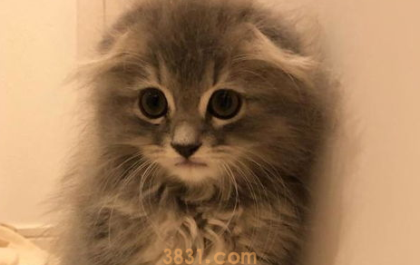 对猫咪过敏怎么办?对猫毛过敏有什么办法缓解?(图1)