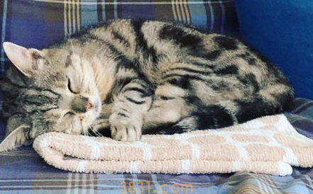 对猫咪过敏怎么办?对猫毛过敏有什么办法缓解?(图2)