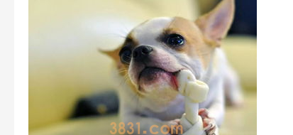 为什么狗狗身上有洗不掉的味道?(图2)