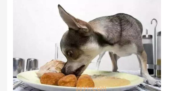 为什么狗狗身上有洗不掉的味道?(图1)