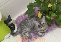 被猫抓破了怎么办?怎么解决?(图1)