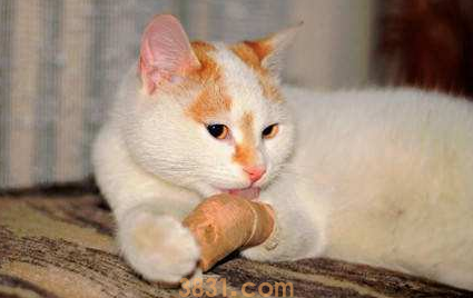 被猫抓破了怎么办?怎么解决?(图2)