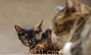 被野猫抓了怎么办?来看看吧(图1)