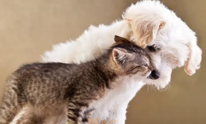 家里猫怕狗怎么办?(图1)