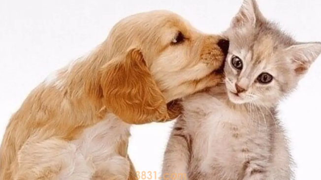 家里猫怕狗怎么办?(图2)