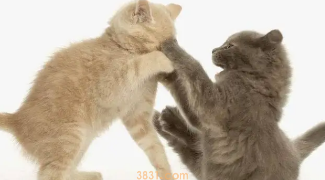 两只猫打架怎么办?(图1)