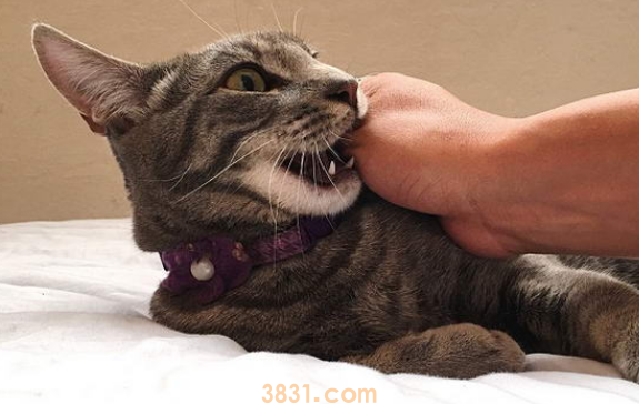 猫经常咬人怎么办?(图1)