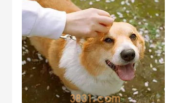 想要爱宠漂亮健康,日常必须注意的4个护理部位!(图1)