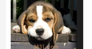 想要爱宠漂亮健康,日常必须注意的4个护理部位!(图2)