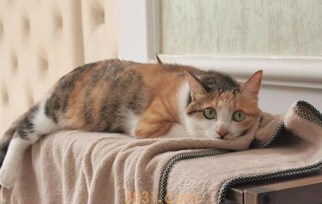 猫拉不出屎怎么办?(图1)