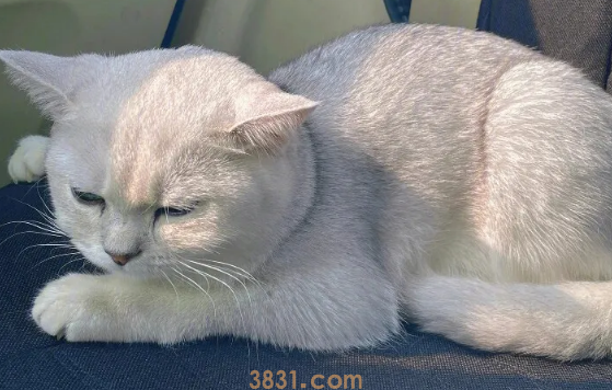 猫拉不出屎怎么办?(图2)