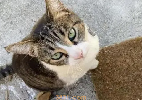 猫老打喷嚏怎么办?(图2)