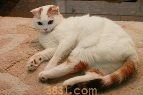 猫经常拉稀怎么办?(图2)