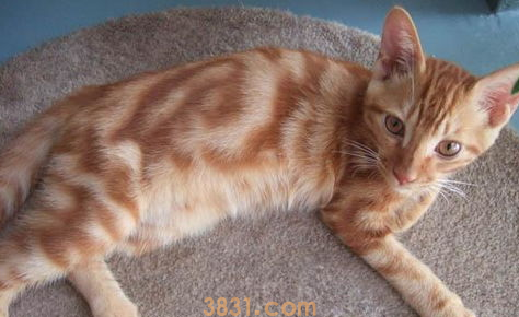 猫经常拉稀怎么办?(图1)