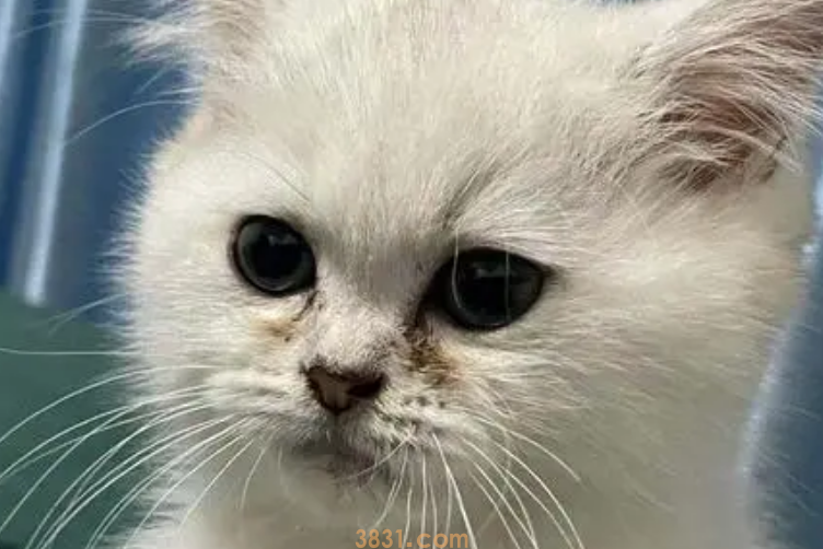 猫泪痕严重怎么办?(图1)