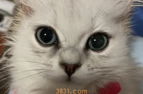 猫泪痕严重怎么办?(图2)