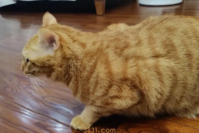 猫不吃不喝怎么办?(图1)